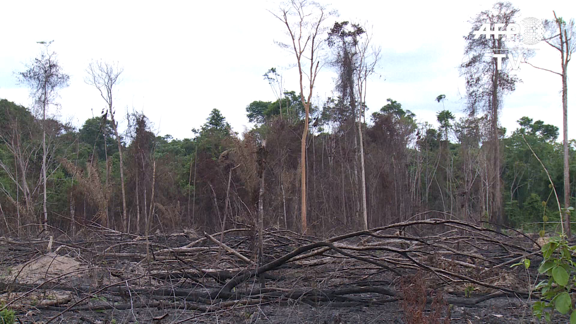 En 2020 la pérdida de bosques tropicales se incrementó en el mundo