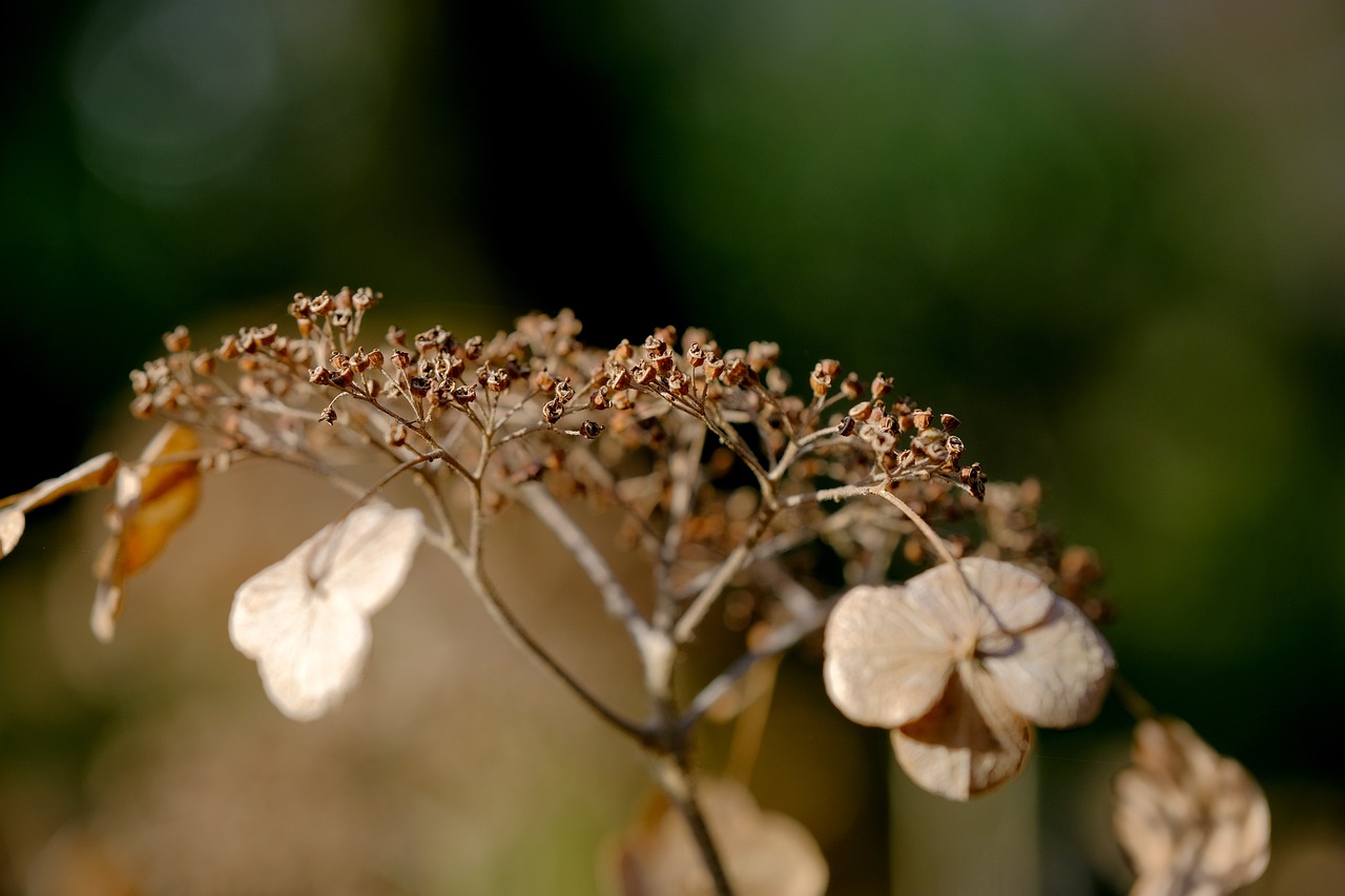 ¿Qué está haciendo mal? Los errores más comunes en el cuidado de las plantas