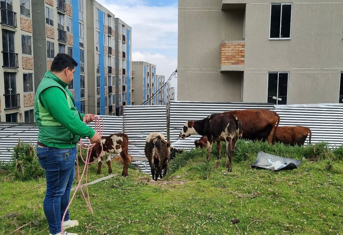 Rescatan a cuatro bovinos que se encontraban en pesimas condiciones en Bogotá