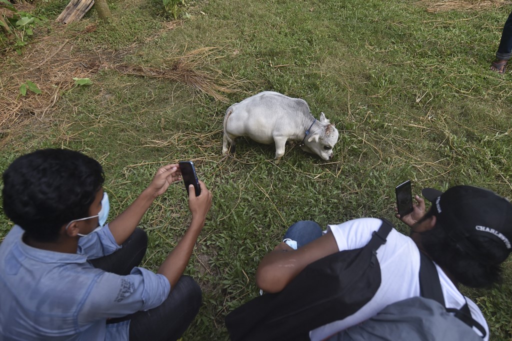 En fotos: esta sería la vaca más pequeña del mundo