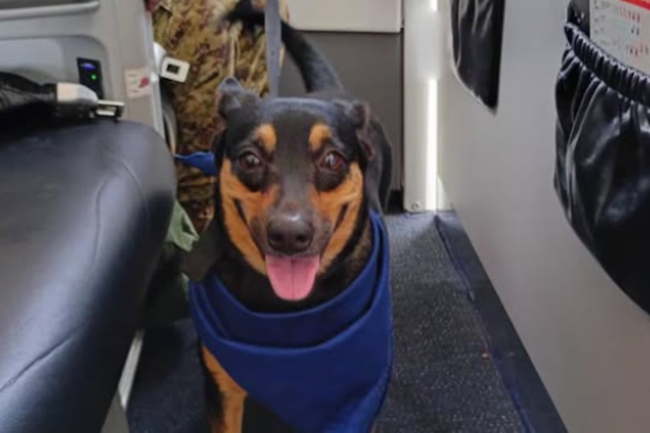 Fénix, la perrita rescatada de escombros en Venezuela que se une al ejército de El Salvador