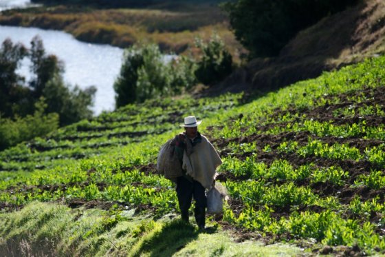 Aprobado en primer debate proyecto que crea la especialidad agraria