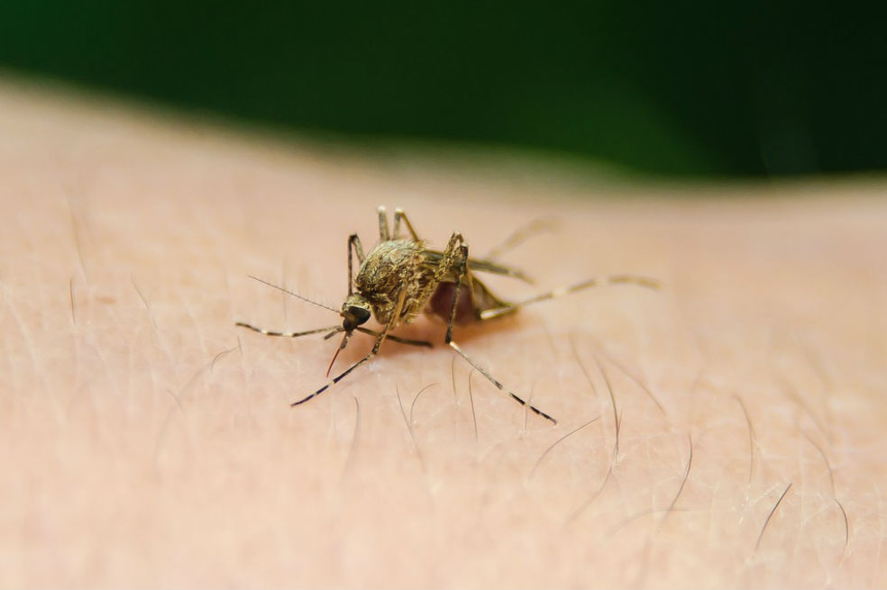 Muertes por fiebre amarilla en Brasil se duplicaron en una semana