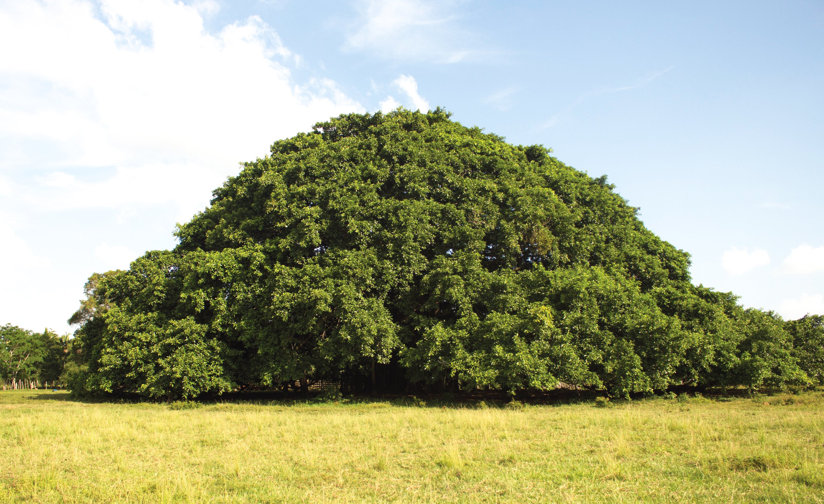 Este es el árbol más grande de Colombia: ¿Dónde está y cómo llegar?