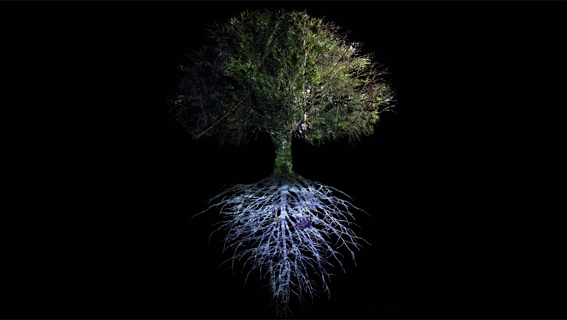 Forest Mind Ursula Biemann