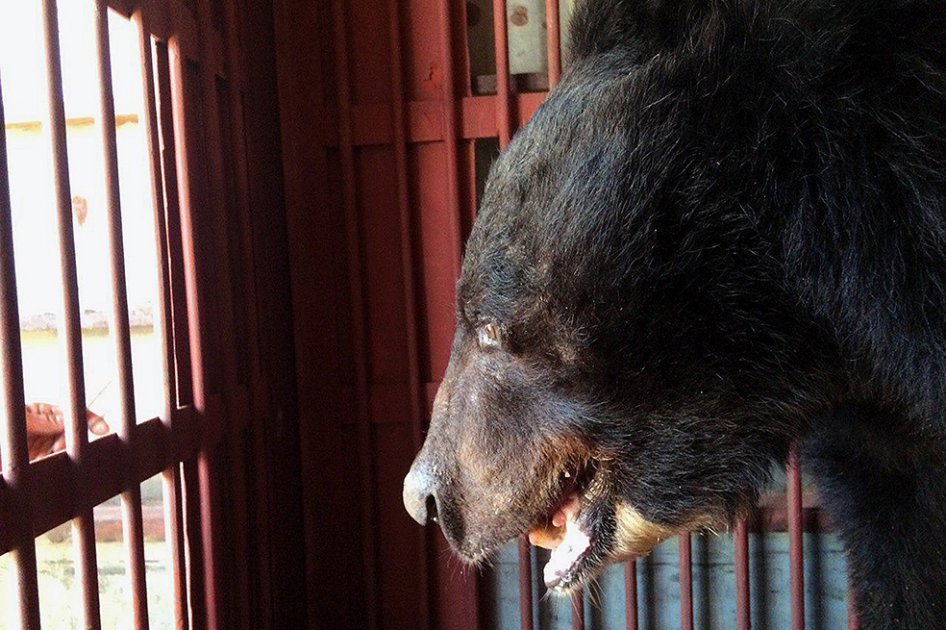 Vietnam pone en jaque al comercio de bilis de oso