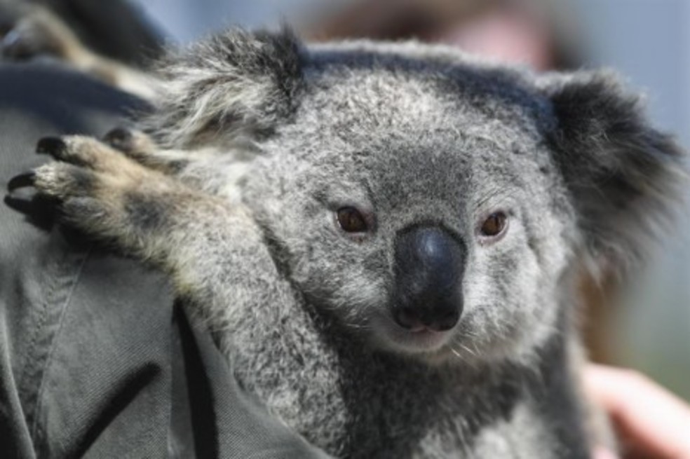 En el estado de Nueva Gales del Sur se registraron desvastadores incendios los primeros meses de 2020. Un desastre que afectó a la población de koalas.