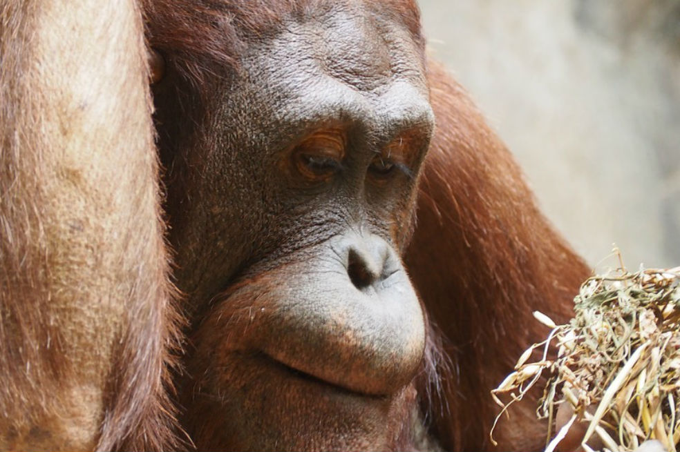 Indignación en Indonesia por descuartizamiento de orangután