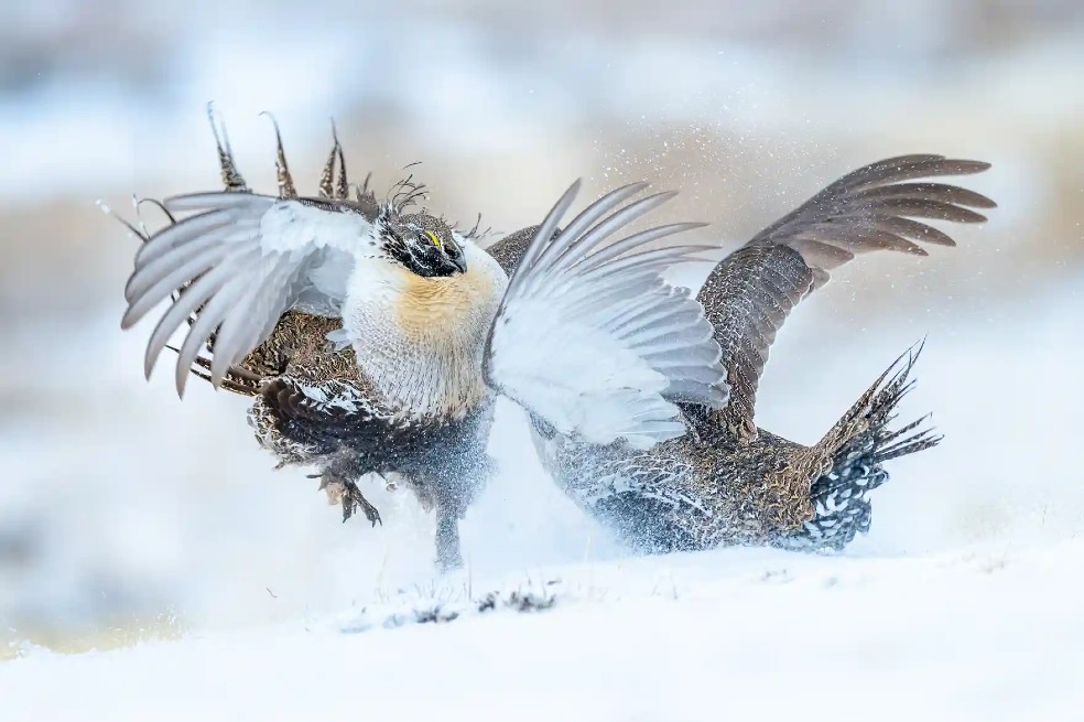 Categoría comportamiento animal: Peter Ismert captó a dos ejemplares de urogallo de las artemisas o gallo de salvia, en Colorado, Estados Unidos.