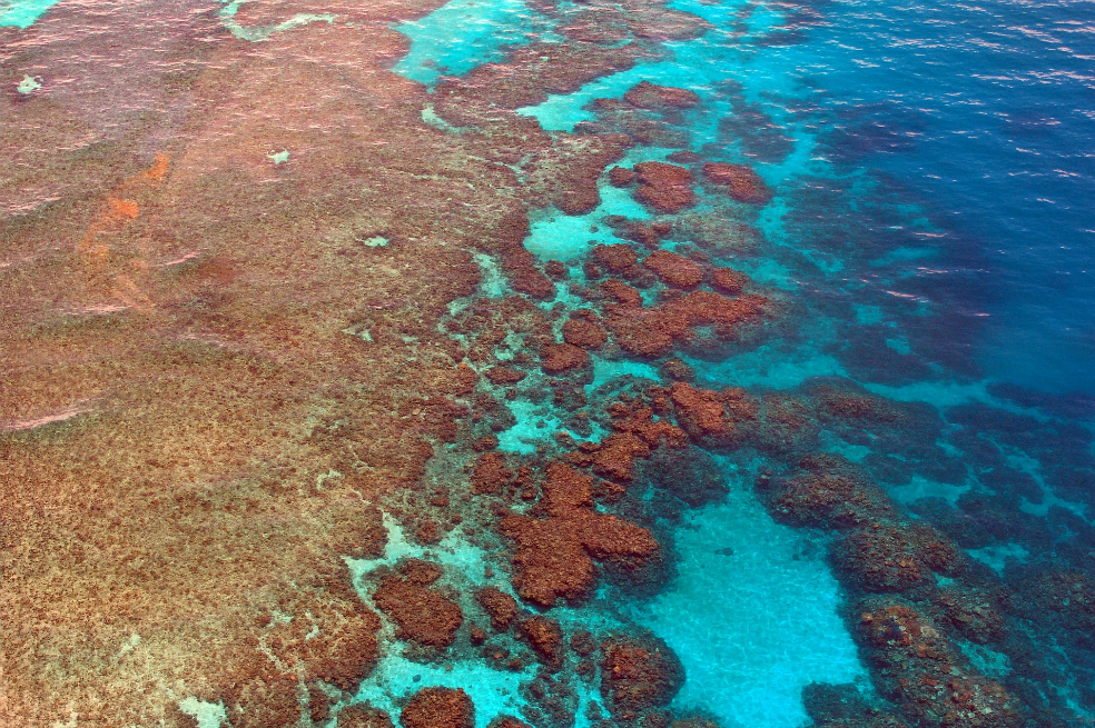 Conozca el ambicioso programa para salvar la Gran Barrera de Coral