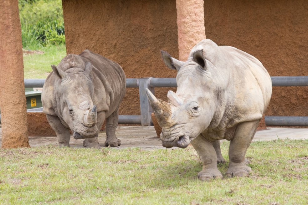 Chacha 1 y Chacha 2 son las hembras que se encuentran en el Bioparque Ukumarí y con la llegada de Pantaleón esperan poder reproducirse.