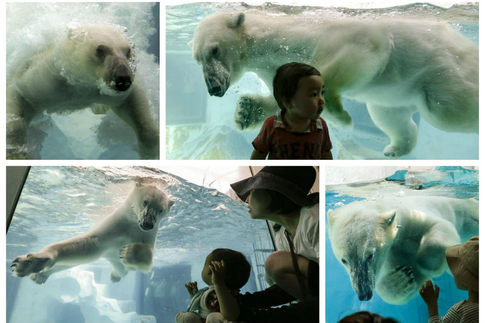 Oso polar se refresca en la piscina del zoo de Ueno en Tokio