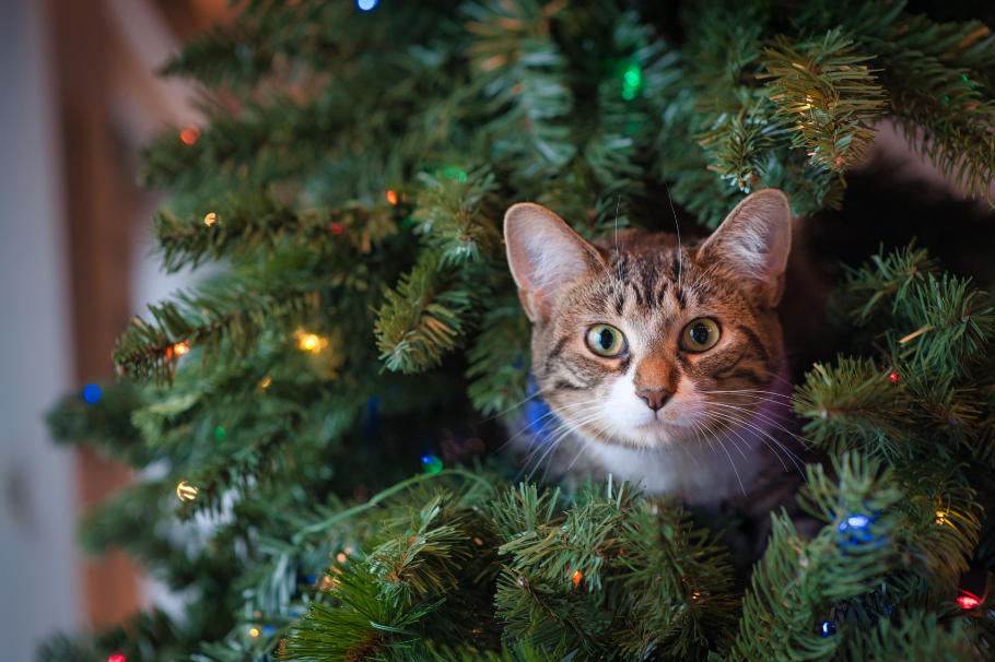 4 consejos para tener un árbol de Navidad seguro para tus gatos