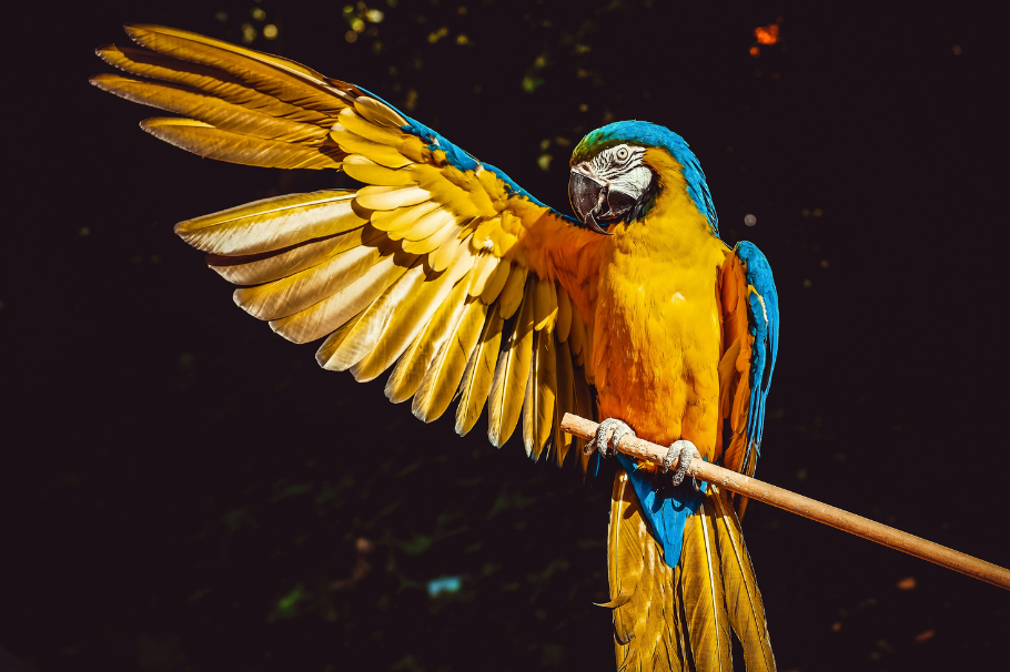 Loros echaron al agua a mujer que le estaba siendo infiel a su esposo