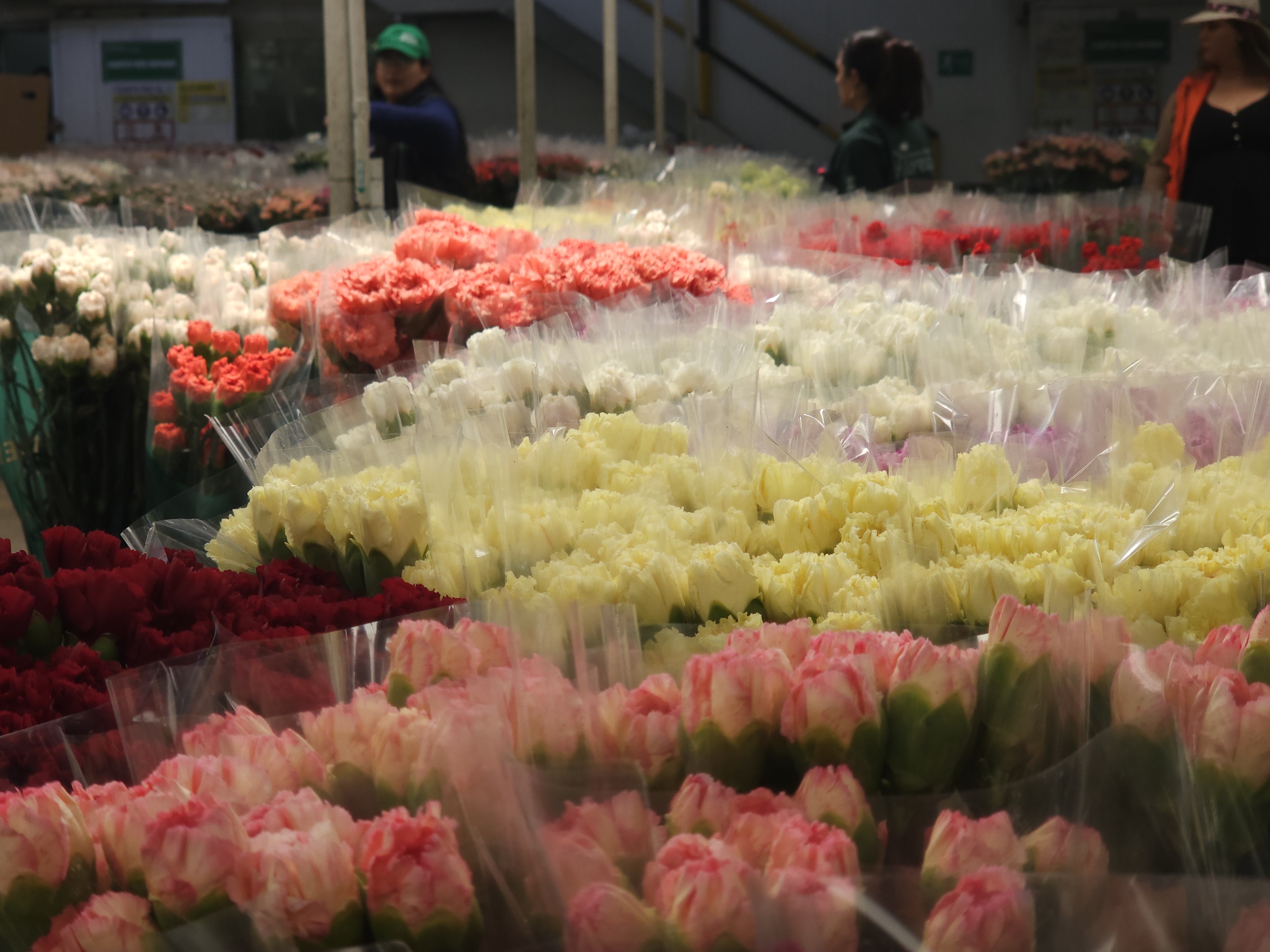 Los hibridadores, en países como Estados Unidos, Israel, Holanda o Italia —y también en Colombia— trabajan en invernaderos donde presentan sus “vitrinas” de híbridos, como dianthus y crisantemos, evaluando color, productividad y resistencia.