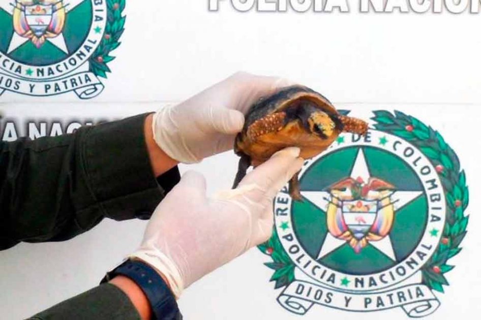 Secretaría de Ambiente, tras la pista de traficantes de carne de tortuga