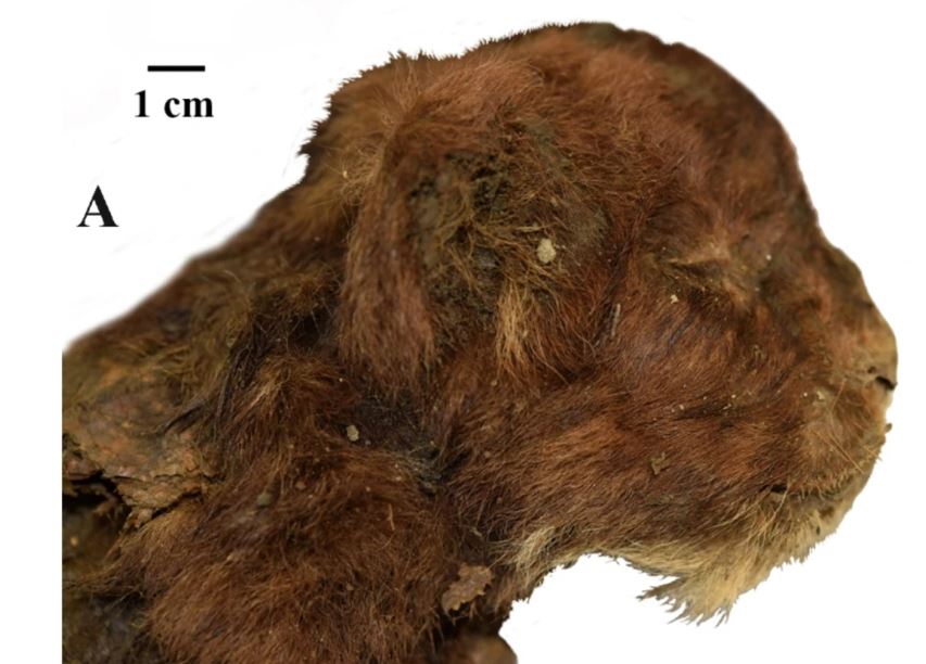 El hielo revela una momia de un gato cachorro dientes de sable excepcionalmente conservado