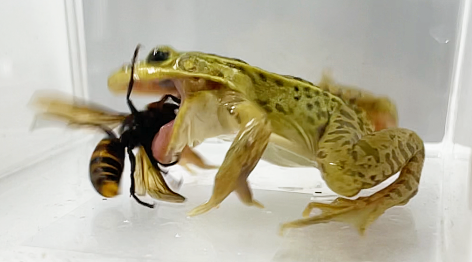 Shinji Sugiura, biólogo de la Universidad de Kobe, descubrió que la rana de estanque de manchas negras parece no sufrir daños ni inmutarse ante las picaduras venenosas de avispones como el avispón gigante asiático, el más grande del mundo. © Shinji Sugiura, Ecosphere 2025 (DOI 10.1002/ecs2.70457) (CC BY)