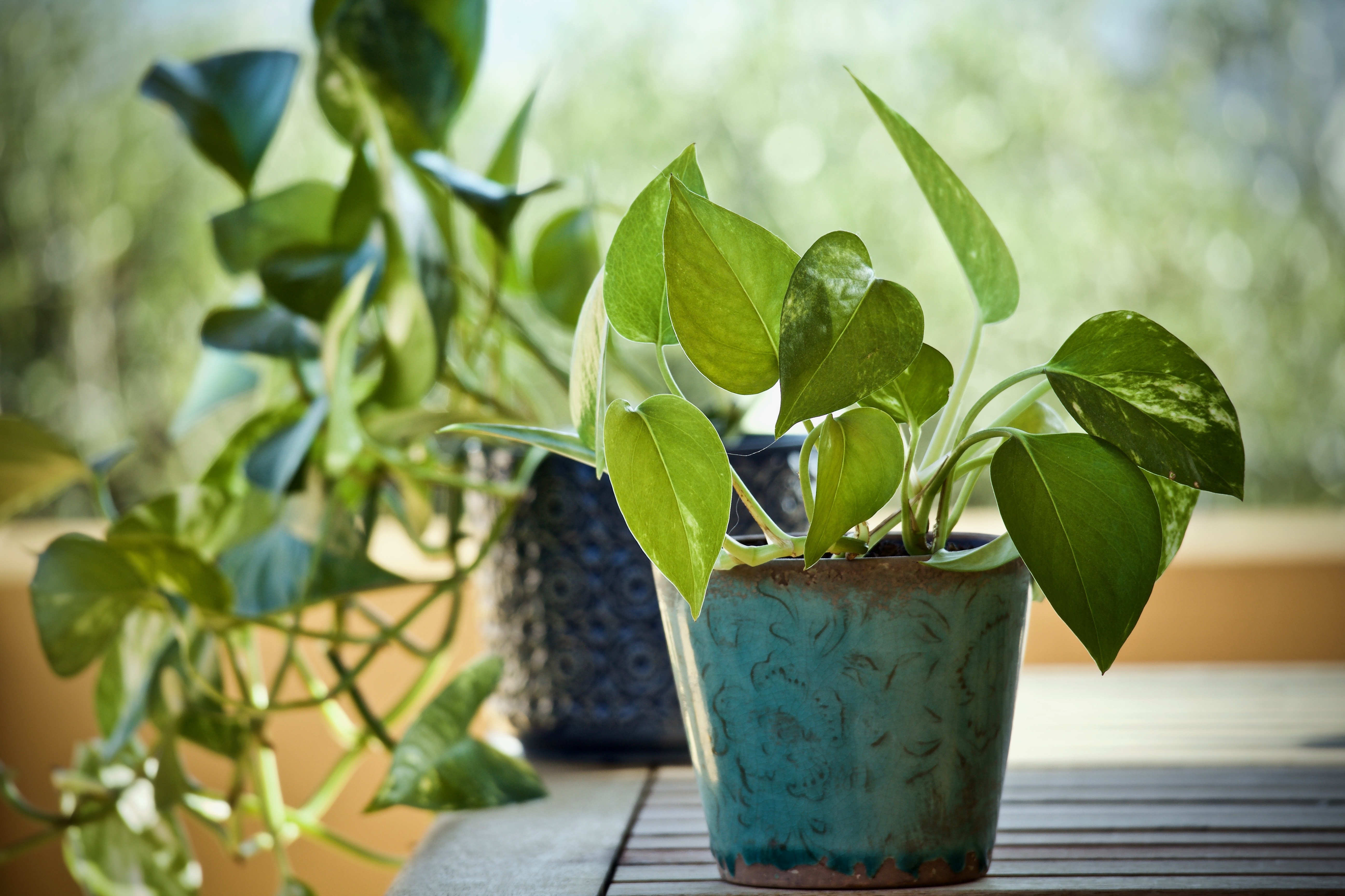 Pothos (Epipremnum aureum): Es una de las plantas más resistentes y fáciles de cuidar, ideal para quienes están comenzando en la jardinería. Tolera algunos errores de riego y se adapta con facilidad a distintos ambientes, por lo que puede crecer tanto en interiores como en exteriores con sombra o semisombra. Además, su rápido crecimiento y sus hojas verdes en forma de corazón la convierten en una opción muy popular para decorar hogares y oficinas.