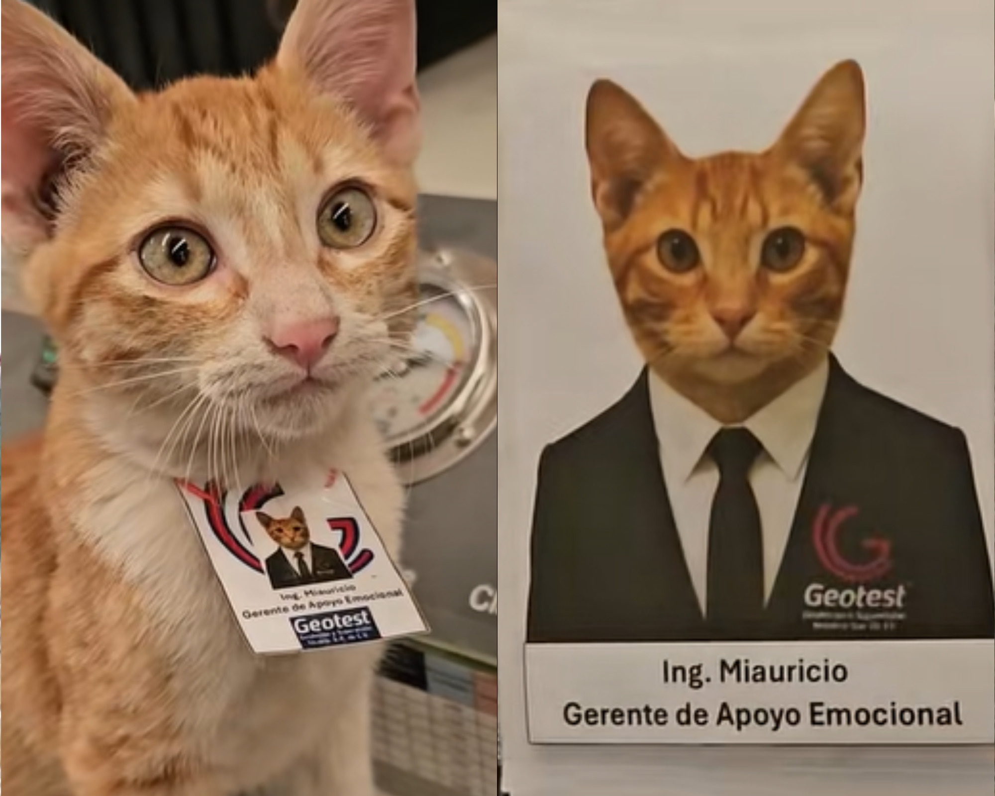 Gato rescatado de la calle se convirtió en el “gerente de apoyo emocional” de una empresa