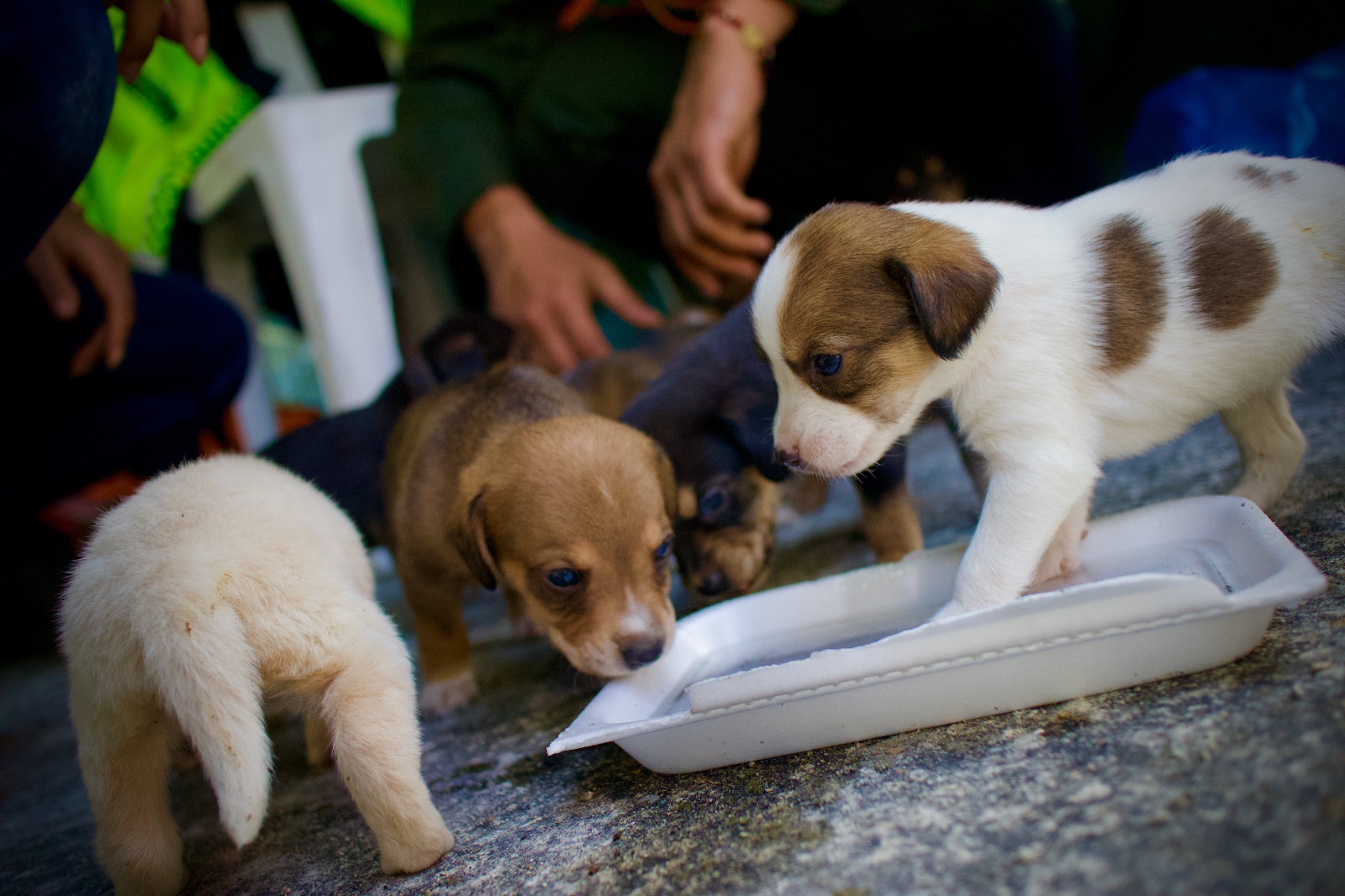 Rescatan 16 cachorros que estaban cerca del incendio del cerro El Cable