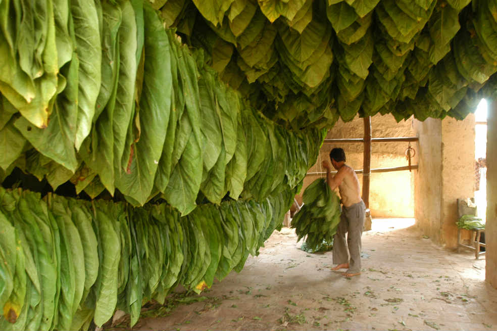 Tabaco tipo exportación