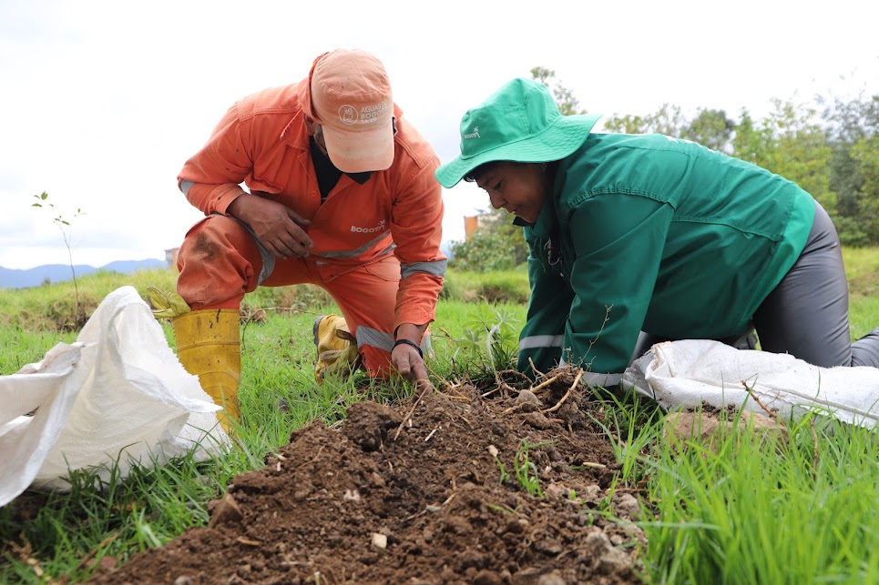 Secretaría de Ambiente plantó más 180 árboles en humedal Capellañía, en Bogotá
