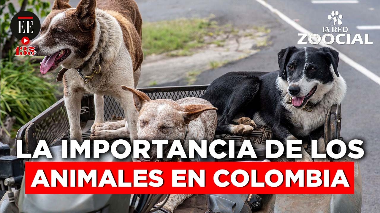 “Los medios de comunicación deben ser la voz de los animales”: Alejandra Giraldo