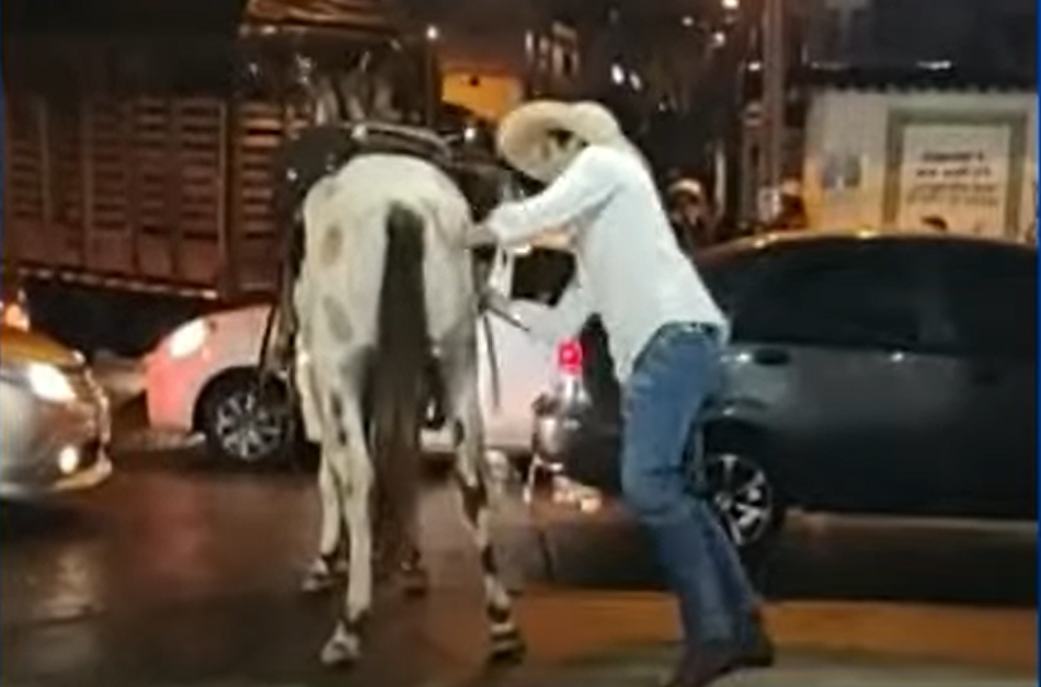 Denuncian muerte de un caballo en medio de cabalgata en la Feria de Manizales