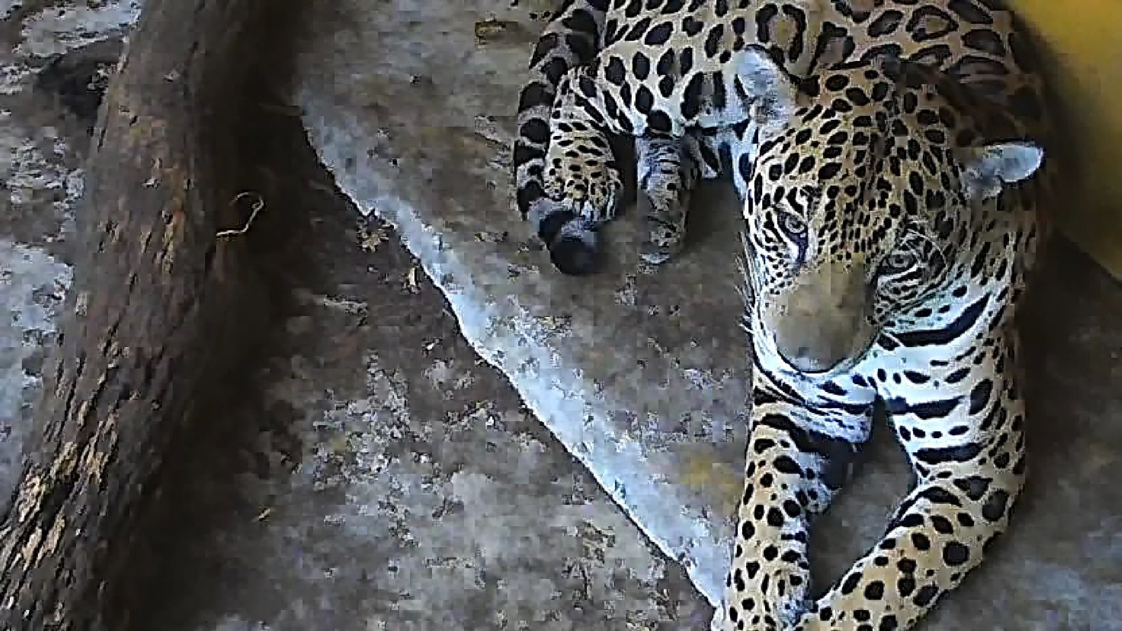 Así fue el rescate de un impresionante jaguar en la cuenca baja del río Bogotá