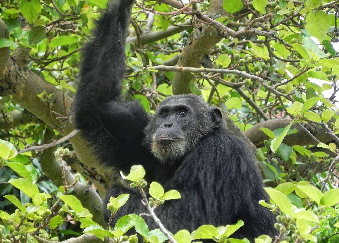 El uso de antibióticos está afectando a los chimpancés salvajes