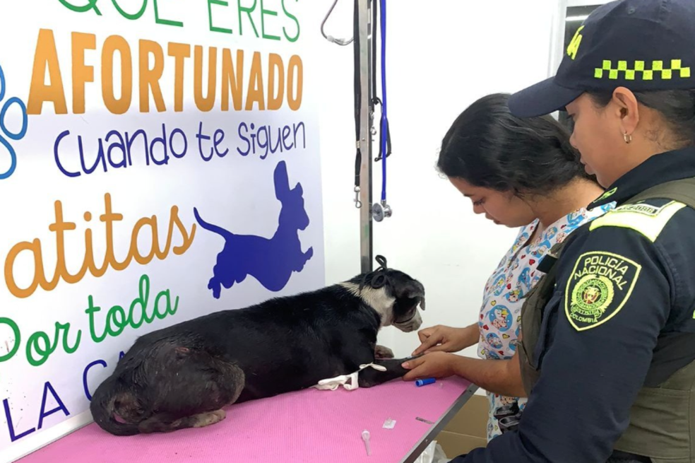 Autoridades capturaron a hombre que hirió a perrita con un cuchillo en Barranquilla