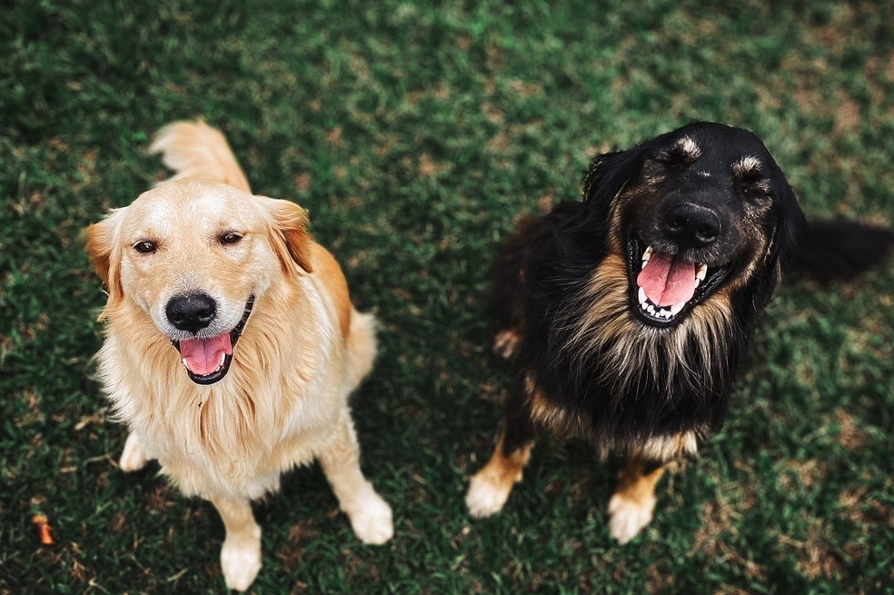¿Los perros pueden comer papaya?