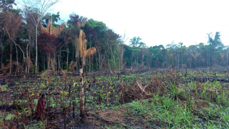 Los siete puntos de mayor deforestación en Colombia