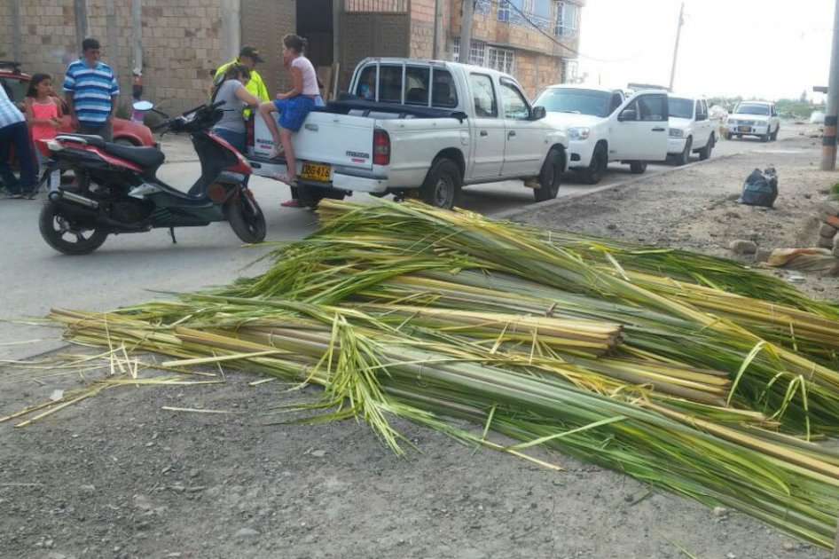 Incautan 67 bultos de palma silvestre en Bogotá previo al Domingo de Ramos