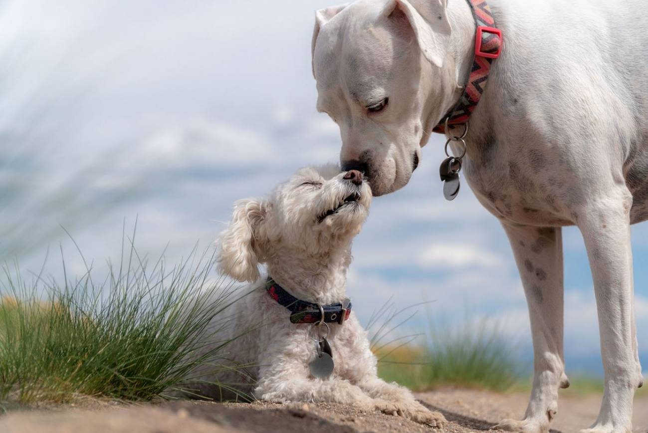 Un perro de pequeño tamaño puede vivir hasta 20 años, mientras que los grandes viven menos. / Pixabay