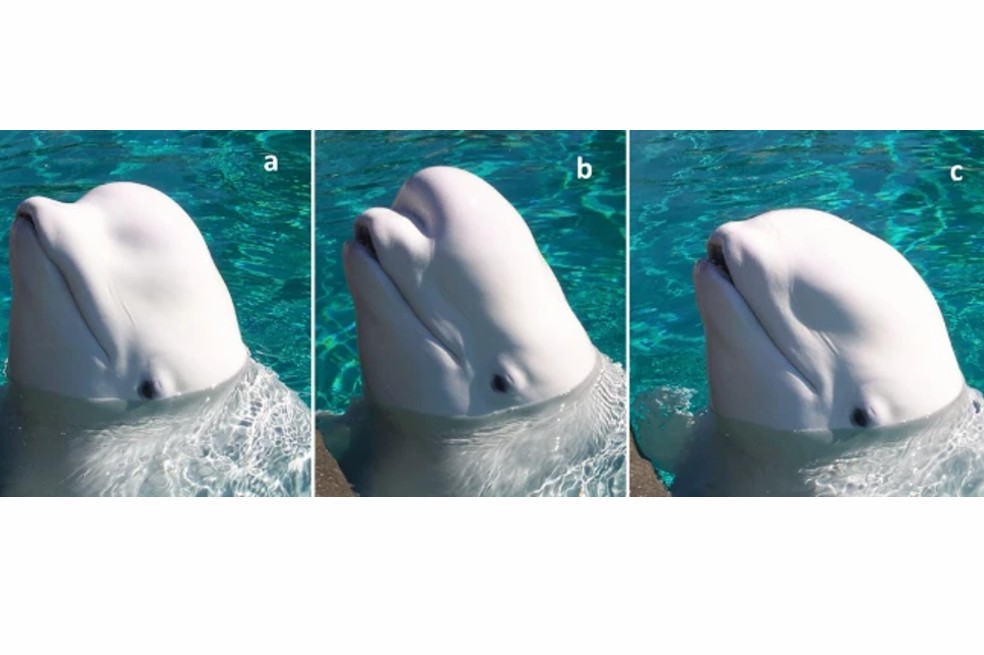 Las ballenas beluga, al parecer, cambiarían la forma de sus cabezas para comunicar
