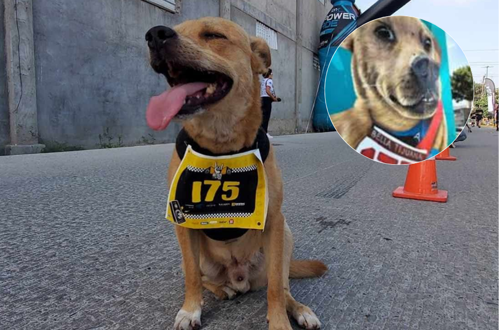 ¿Quién era Chicles? El “perro maratonista” por el que hoy piden justicia