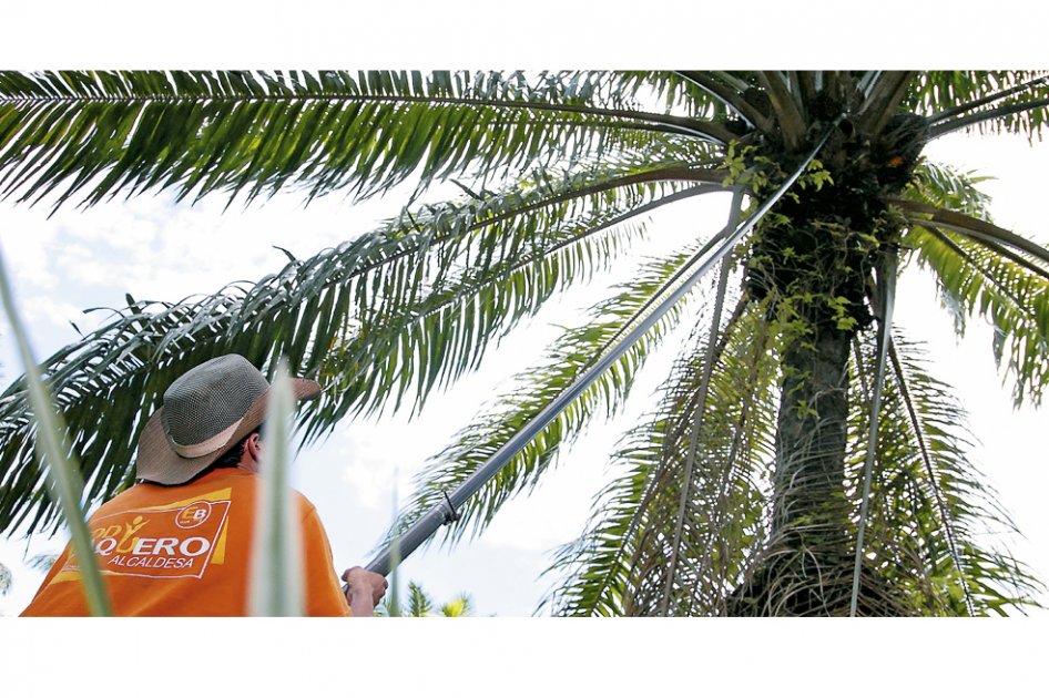La palmicultura en Colombia ha generado unos 140.000 empleos directos e indirectos, beneficiando a más de 60.000 familias. / David Campuzano