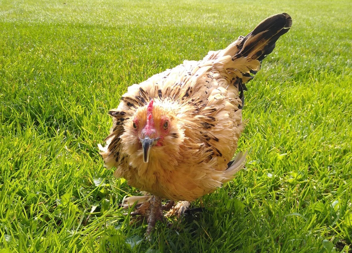 Murió Peanut, la gallina más vieja del mundo, ¿cuántos años tenía?