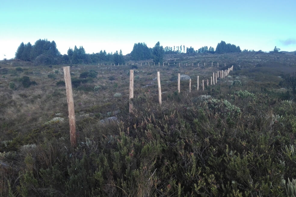 Tractor aplastó 331 frailejones en los páramos de Telecom y Merchán, en Boyacá
