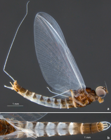 (a) cuerpo en vista lateral derecha; (b) abdomen en vista dorsal.