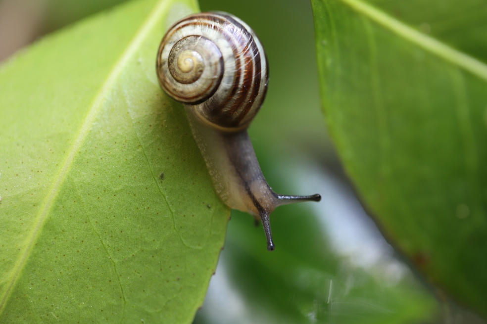 UICN actualiza su Lista Roja: más de 49.500 especies están amenazadas de extinción