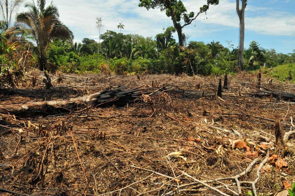 El 33% de los bosques en Caquetá han sido talados