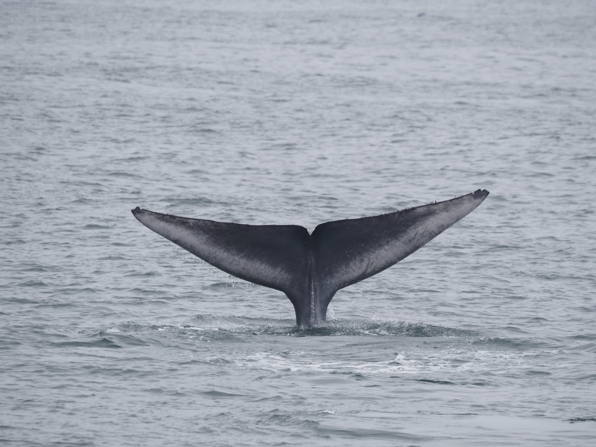 Según la IUCN, la ballena azul se encuentra clasificada como una especie "En Peligro".