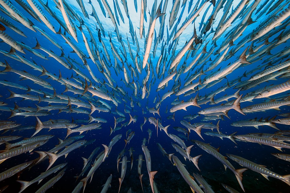 Barracudas, por Yung Sen Wu:
El fotógrafo estuvo nadando con las barracudas escolares en el Pacífico occidental durante cuatro días. Al quinto día logró plasmar cómo un pez ve a otro mientras nada.