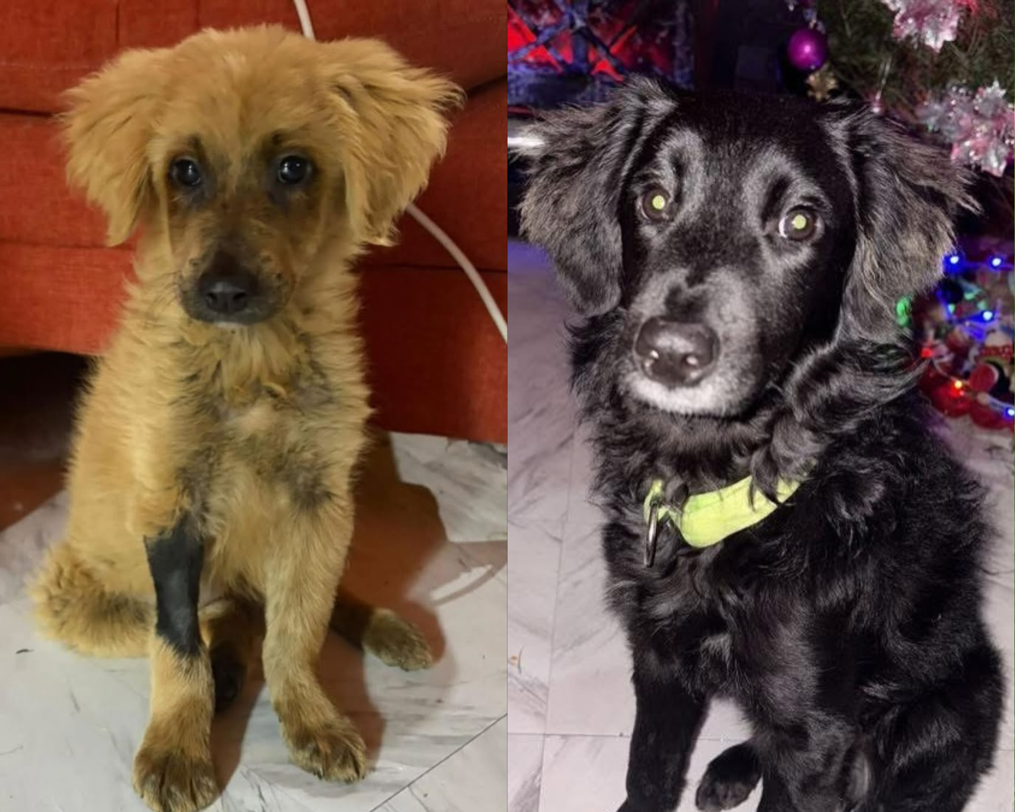 Así luce hoy la perrita que fue decolorada para ser vendida como golden retriever