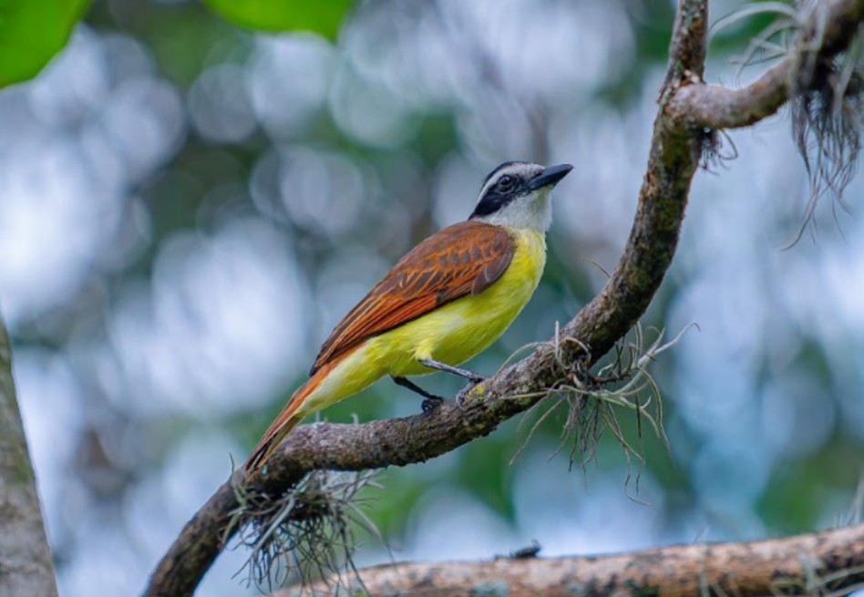 Corantioquia libera 231 aves con el objetivo de proteger ecosistemas