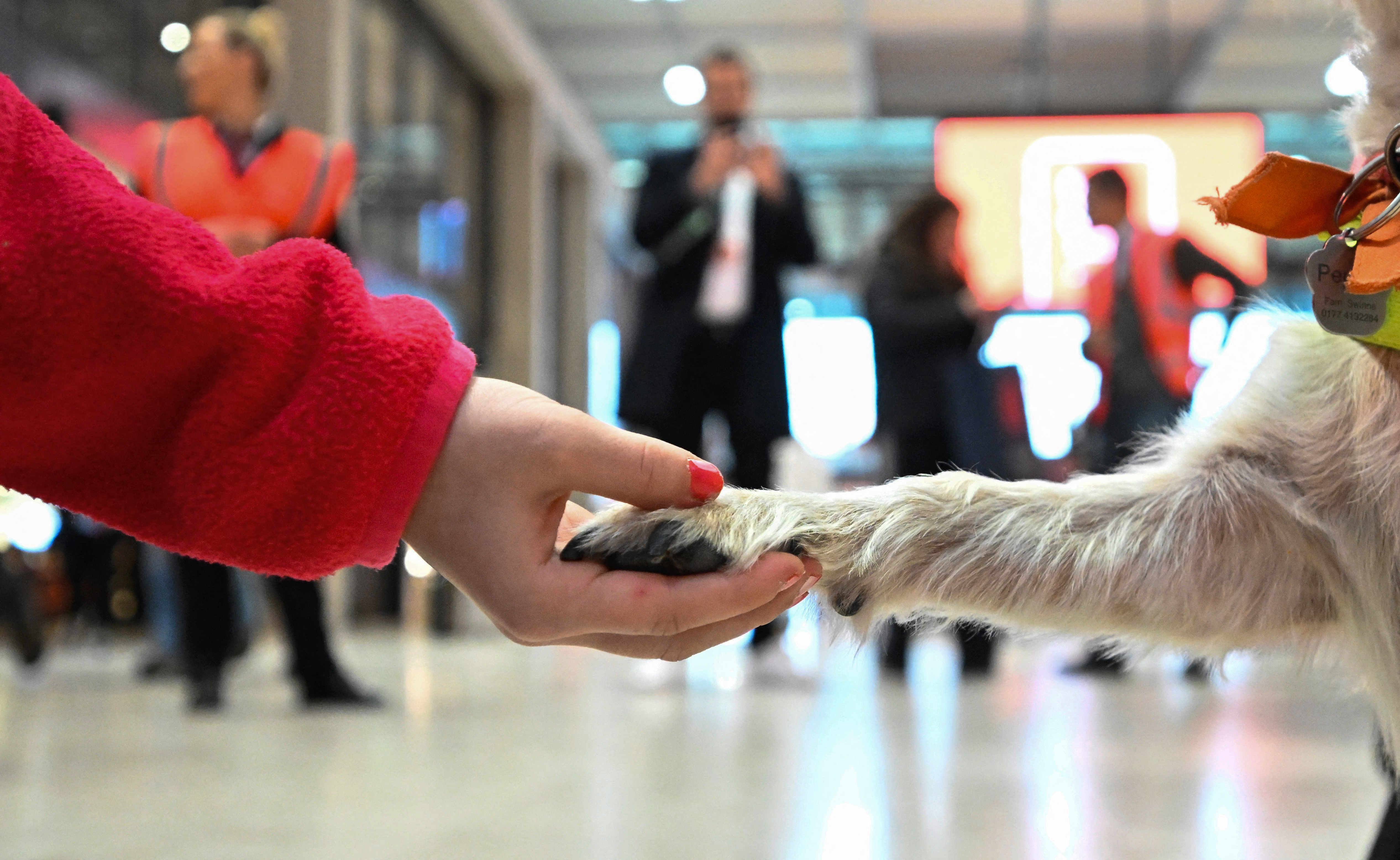 Una "patrulla canina" calma a los viajeros en el aeropuerto de Berlín