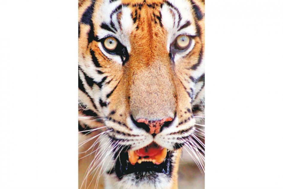 Tigre de Camboya ./ Phalinn Oui - Flickr